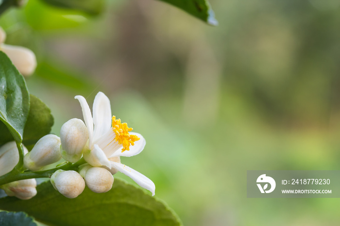 Orange blossoms on a tree