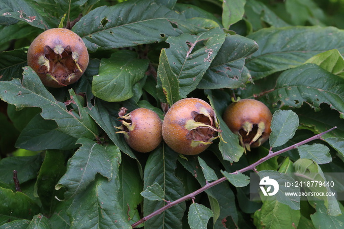 Fruit of Mespilus germanica, also named common medlar at a tree