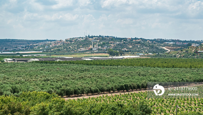 orchards and vinyards of kibbutz magal in the foreground with the Palestinian town of Zeita in the b