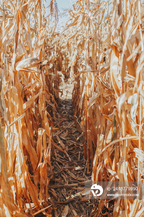 Narrow path in corn maze labyrinth at farm. Funny outdoors activity for children in farm orchard gar