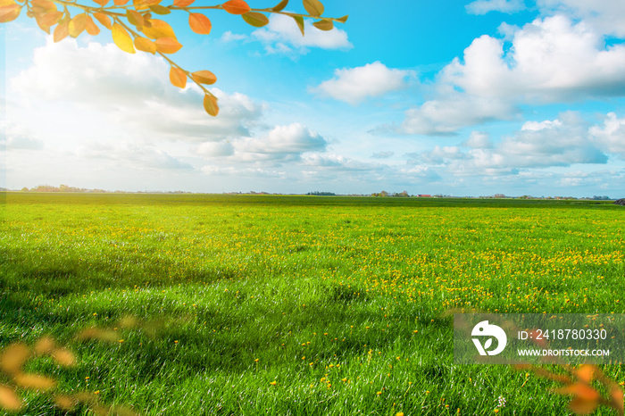 Herbstwiese Wiese im Herbst Blumenwiese Hintergrund