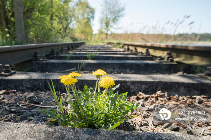 Schiene, Löwenzahn, Eisenbahn