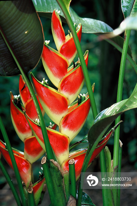 Heliconia flower