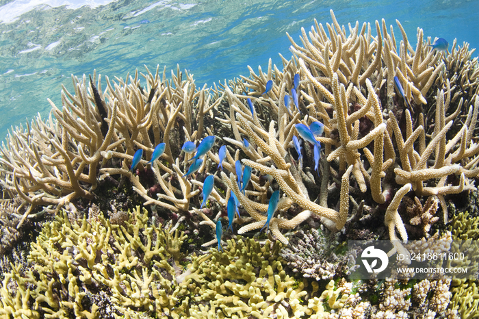 Coral reef with tropical fish,Chuuk, Federated States of Micronesia