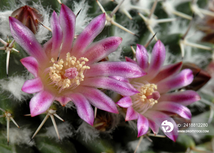 Cactus flowers -Mammillaria sp. 