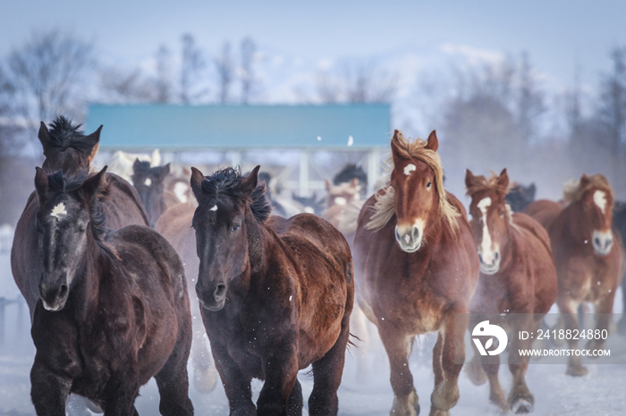 Horses running on snow