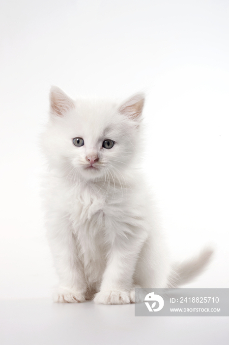 小白猫肖像