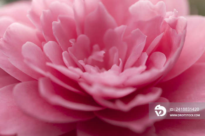 Close-up shot of pink camellia