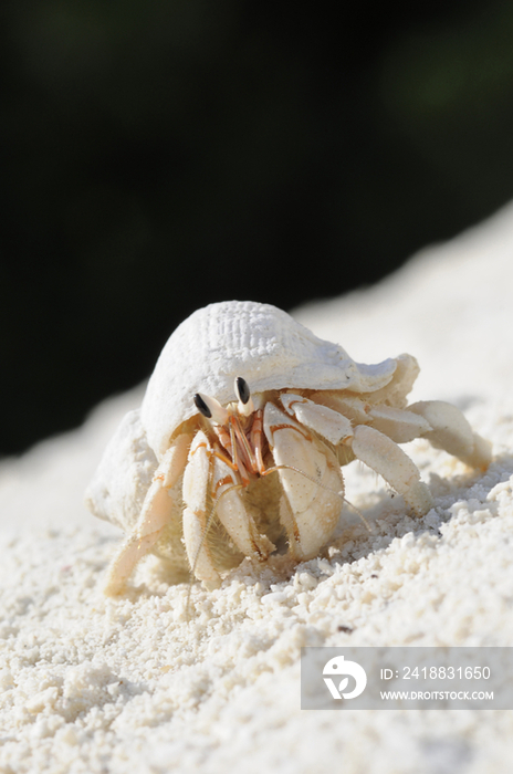 Hermit crab on sand, Maldives, Indian Ocean