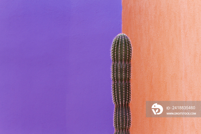 Cactus Against Contrasting Walls