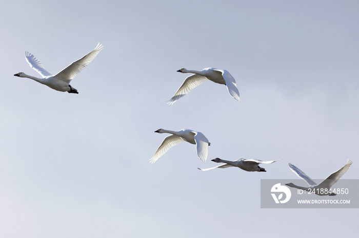 Birds Flying in the Sky