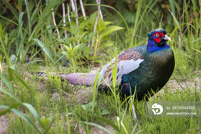 Male Pheasant,Funabashi,Chiba,Japan