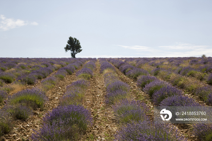 France, Provence, Vaucluse, Lagarde dApt, Lavender Fields