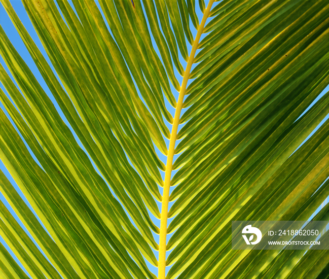 Palm leaf