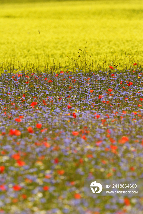 Italy, Umbria, Castelluccio di Norcia, flowers field