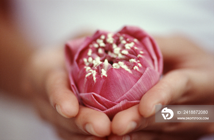 Woman close up holding a lotus flower