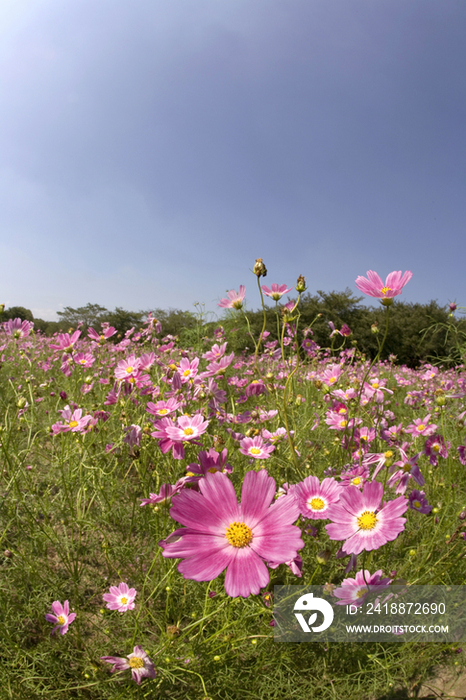 鲜花