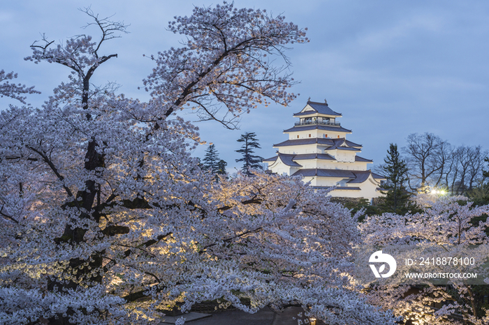 Tsurugajo Castle and cherry trees,Fukushima,Japan