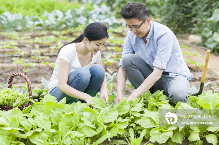 年轻夫妻采摘新鲜蔬菜