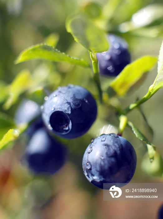 Blueberries