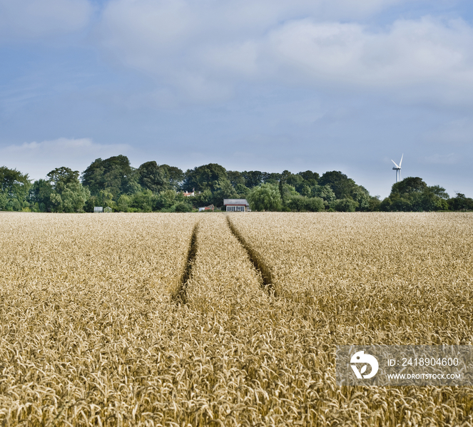 Rye field