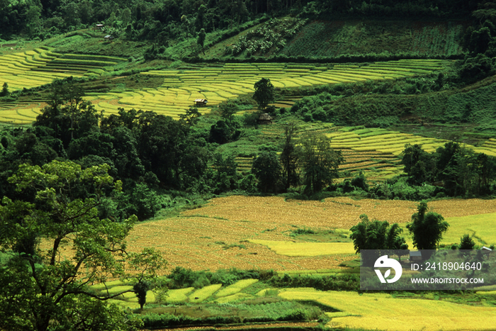 Burma, rice fields