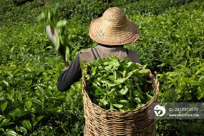 Tea Harvesting at Boh Tea Plantation in Cameron Highlands, Malaysia