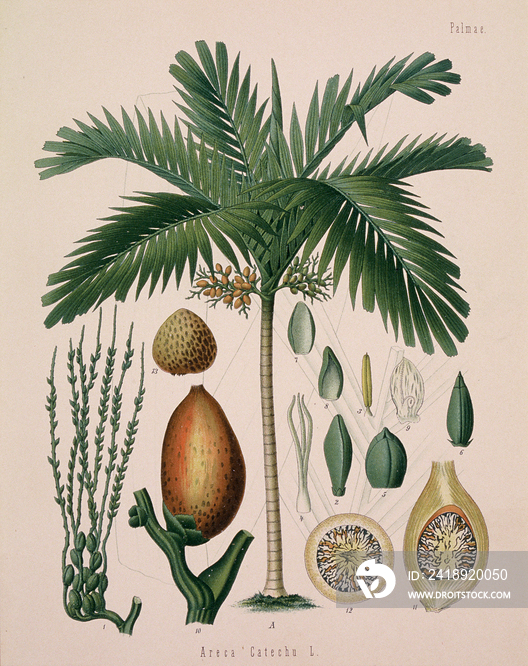 Botanical drawing of areca catechu, the betel nut palm