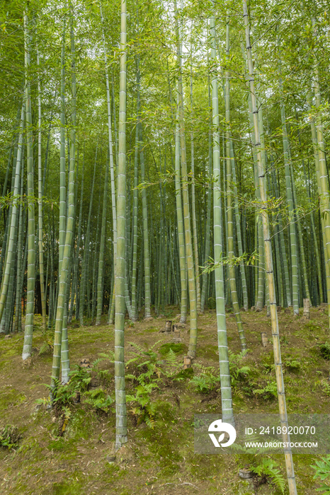 Bamboo Grove in Kyoto, Japan