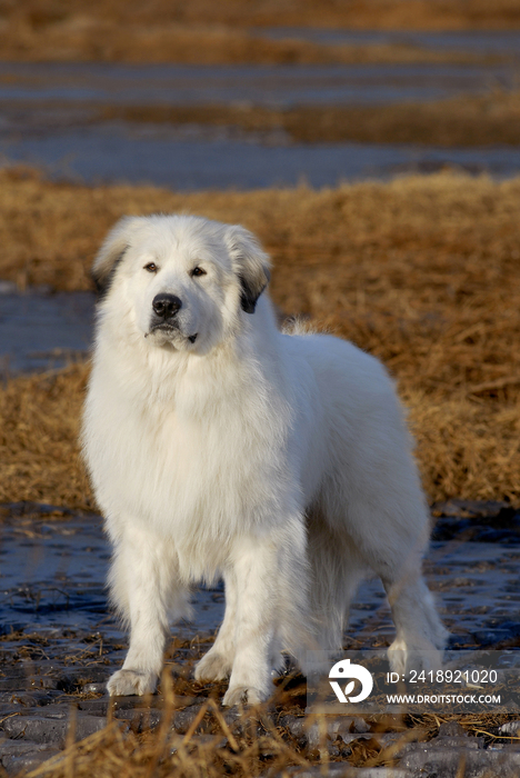 比熊犬