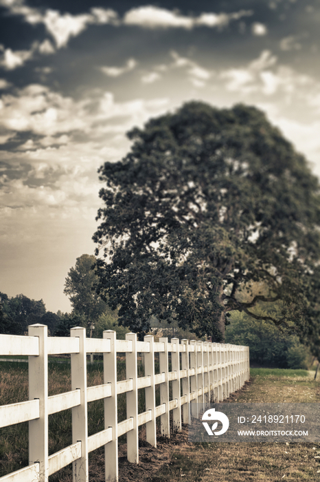 Country fence and oak tree in Willamette Valley