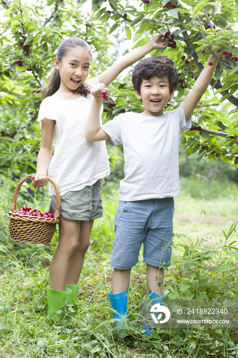 快乐的儿童在果园采摘樱桃