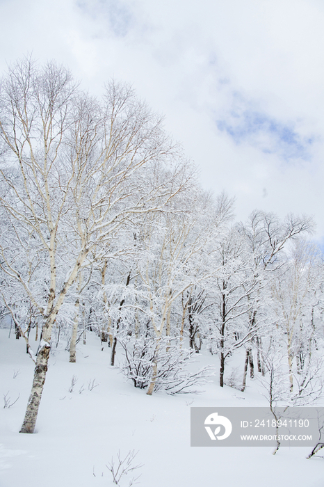 雪后树林