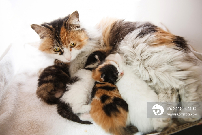 猫妈妈和小猫们