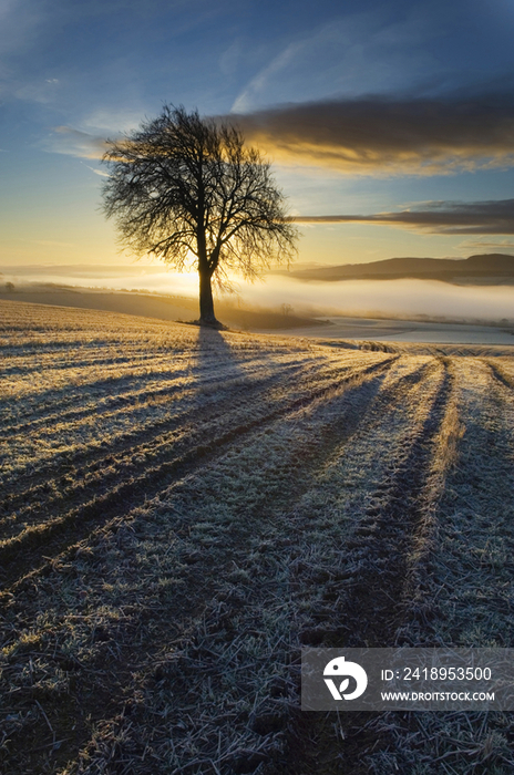 Tree on a Cultivated Field