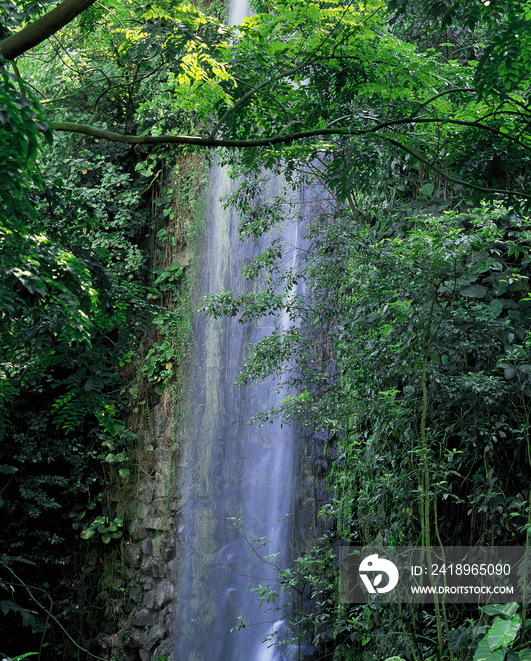 Singapore Jurong Bird ParkWaterfall in Rainforest