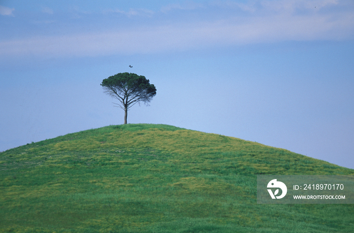 Italy, Tuscany, lonesome tree on a hill
