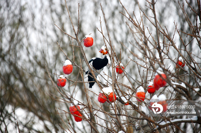 喜鹊在柿子树上觅食