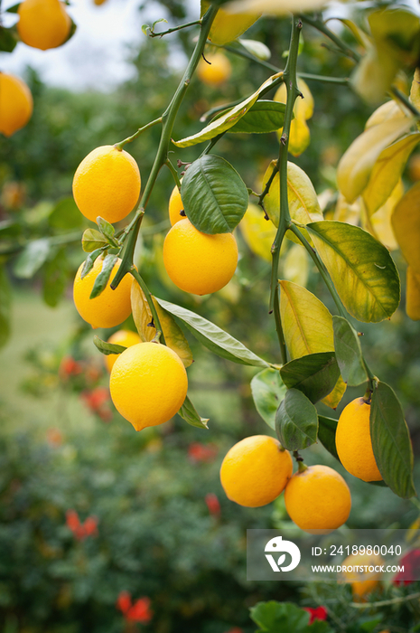 Close-up of ripe lemons on tree; Rancho Sante Fe; USA