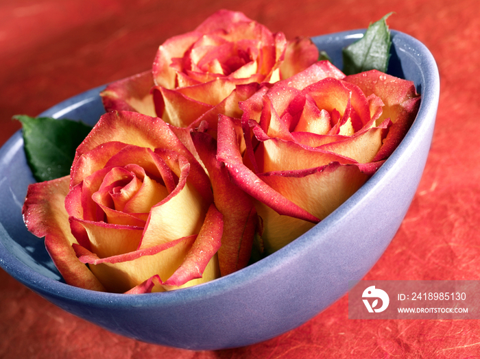 Close-up of roses in a bowl 