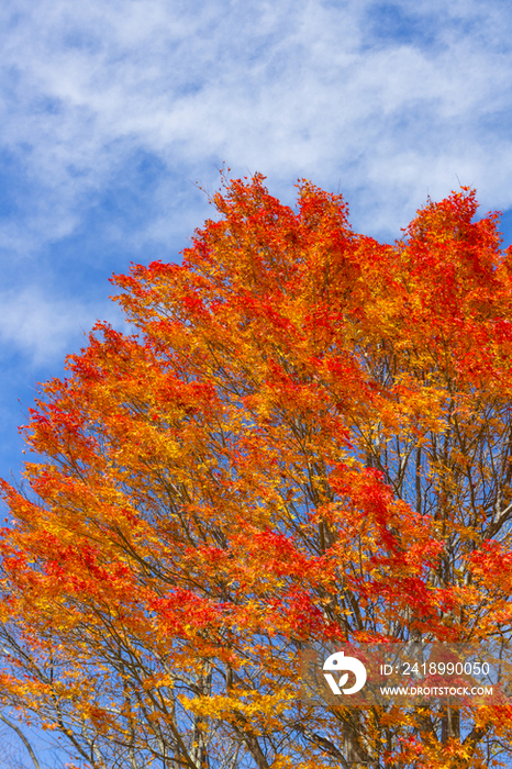 Autumn leaves and blue sky