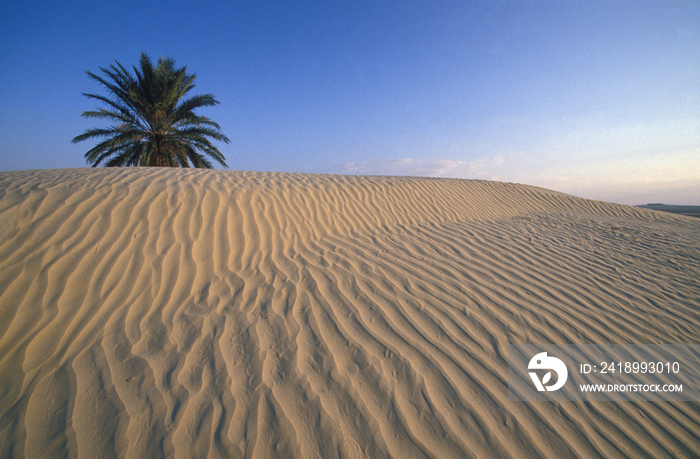Tunisia, The Sahara Desert, palm tree growing in sand dunes
