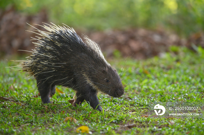 Himalayan porcupine or  Large porcupine in the wild