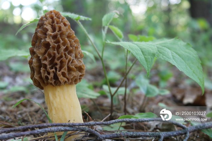 Wild mushroom fungi on forest floor