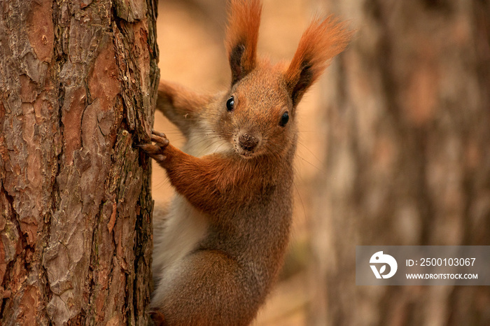 fluffy squirrel sits on a tree and looks out from behind a tree against the backdrop of an autumn forest