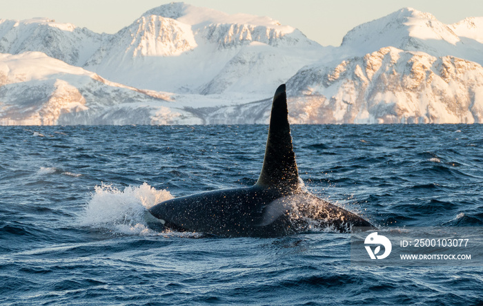 Orca / Killer Whale of Norway - Lofoten