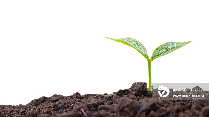 Plant growth concept with trees growing from soil on white background with the clipping path.