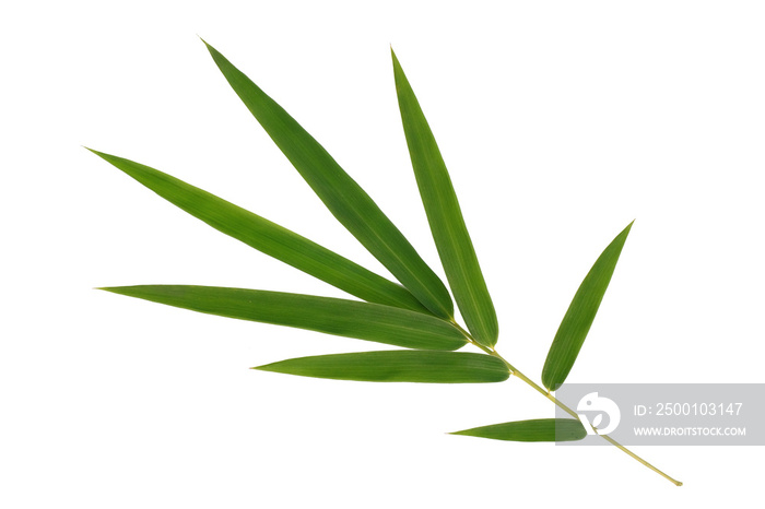 Bamboo leaves isolated on white background, elements for environment and garden