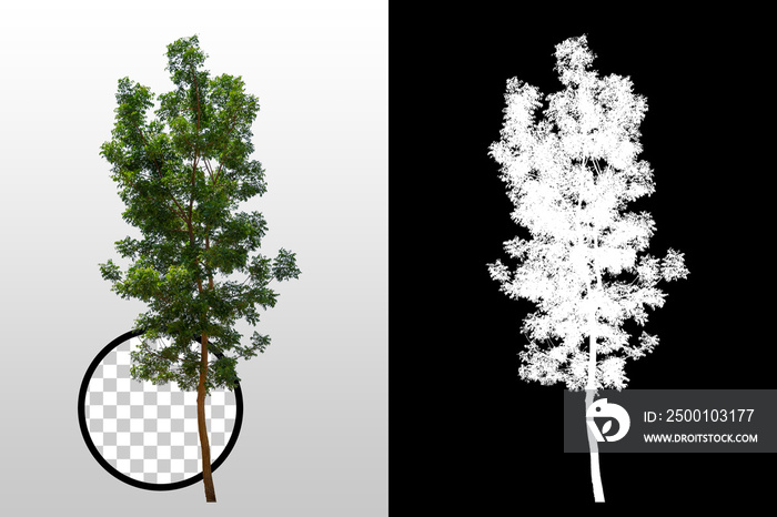 Trees on transparent background with clipping path and alpha channel on black background. Can use in architectural design, Decoration work, Used with natural articles both on print and website.