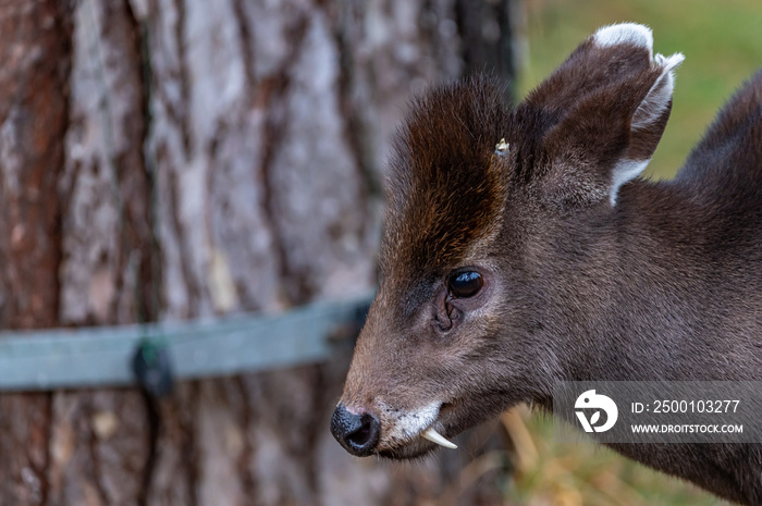 closeup of a tufted deer